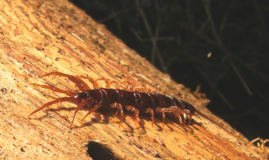 Lithobiomorpha